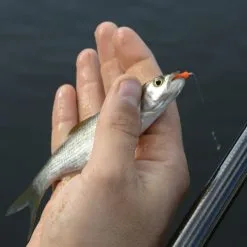 Cresta SPAGHETTI WORMS TOMATO RED -Hengels Verkoop Cresta Spaghetti Worms 3 min