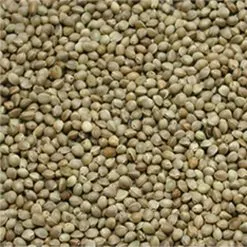 Carpshop24 Monsterkemp 1kg -Hengels Verkoop Monsterkemp groot kempzaad captura min 1